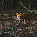 A small fox in the woods looking at something.